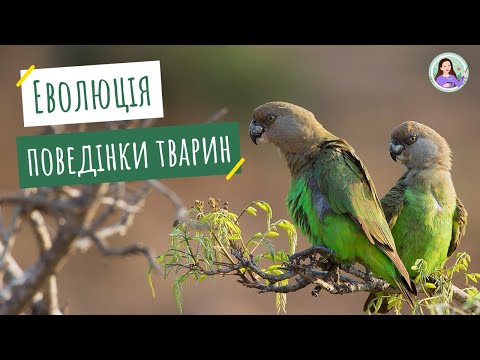 Видео: Еволюція поведінки тварин