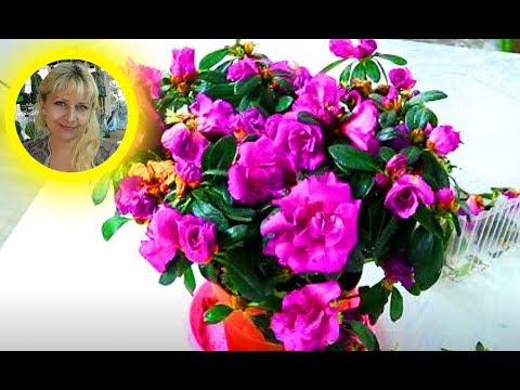 Видео: Как адаптировать магазинные цветы к домашним условиям. Почему купленные цветы погибают