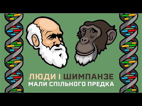 Видео: Люди і шимпанзе мають спільне походження. ДНК-докази [Stated Clearly]