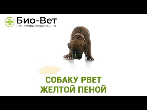 Видео: Собаку Рвет Желтой Пеной & Почему У Собаки Идет Желтая Пена Изо Рта. Ветклиника Био-Вет