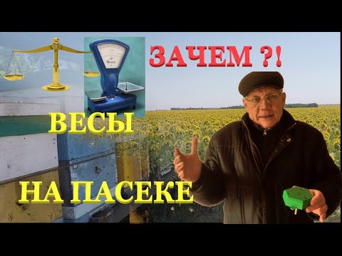 Видео: Пасека без весов.  Весы для пасеки. Умные весы. Пчеловодство