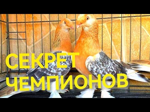 Видео: СЕКРЕТ ЧЕМПИОНОВ В ГОЛУБЕВОДСТВЕ!!! THE SECRET OF CHAMPIONS IN PIGEON BREEDING!!!