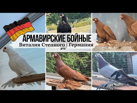 Видео: Армавирские бойные голуби Виталия Степного | Германия 🇩🇪 Armavir Tauben