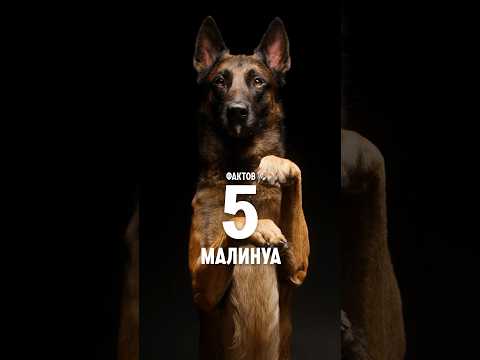 Видео: 5 фактов о породе – Малинуа #shorts #малинуа #собаки