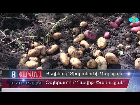 Видео: Как обстоят дела со сбором картофеля в Ниноцминде.  Ինչպիսին է կարտոֆիլի բերքը Նինոծմինդայում