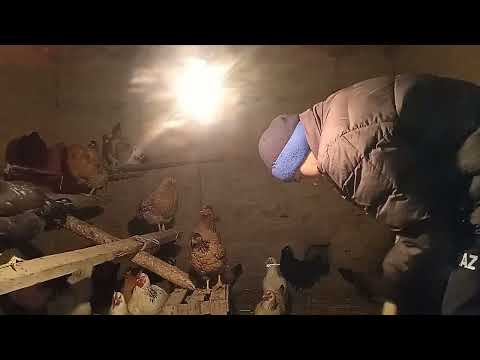 Видео: Қыс мезгілінде тауықты тудырту әдістері