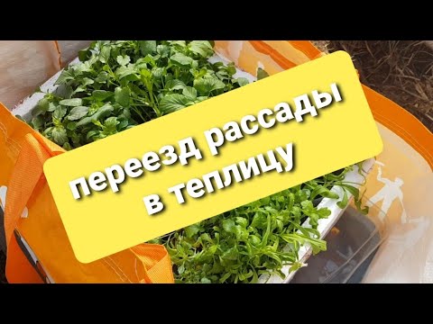 Видео: Переезд рассады в теплицу в апреле /Погода в подмосковье в апреле/Луковичные в кашпо