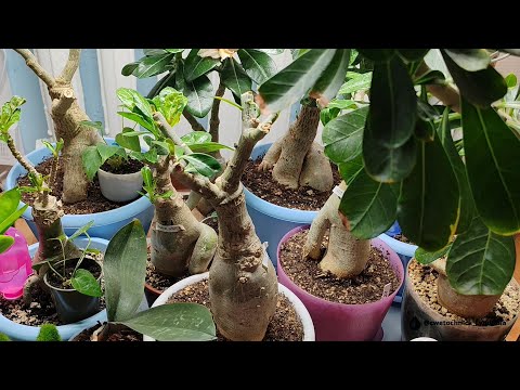 Видео: Результат пересадки адениумов #адениум #adenium #адениумуход #flowers