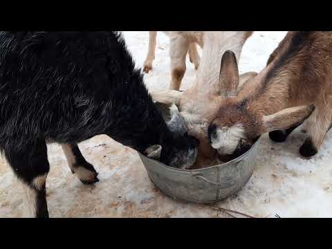 Видео: Кормлю котных коз🐐