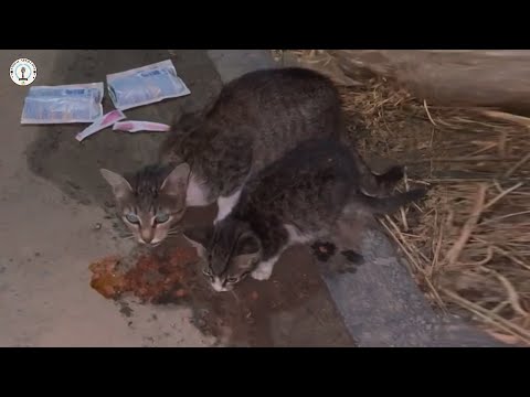 Видео: Они плакали и отказывались расставаться, боясь снова потерять друг друга.