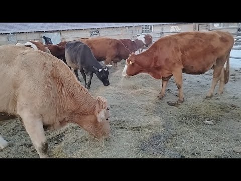 Видео: Шөп туралы әңгіме.Рулон тарату.Сиырлар бордақы бұқалар