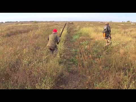 Видео: Перепел  Амброзия  Собаки