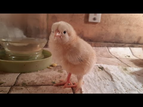 Видео: Инкубатордан балапан шығару 🐥, инкубаторға жұмыртқа салу 🥚, инкубатор жасау ,кучин балапандары 🐥!✌🏻😁