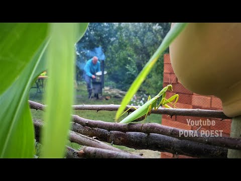 Видео: Лосятина в казане на костре