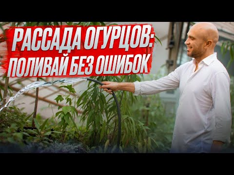 Видео: Рассада огурцов. Полив рассады после высадки.