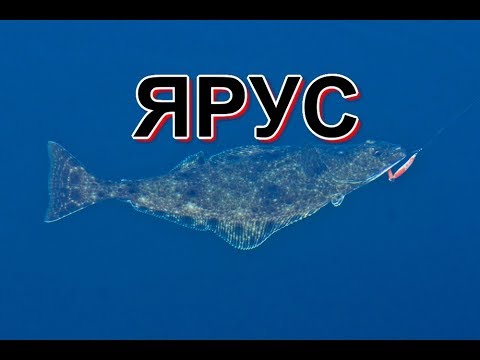 Видео: КАК ЛОВЯТ РЫБУ ЯРУСОМ
