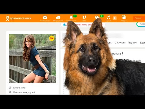 Видео: приключения мухтара