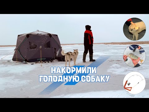 Видео: БЕЗДОМНАЯ СОБАКА НА ОЗЕРЕ, РЫБАЛКА С ЛУЧШИМ ДРУГОМ ЧЕЛОВЕКА!!!