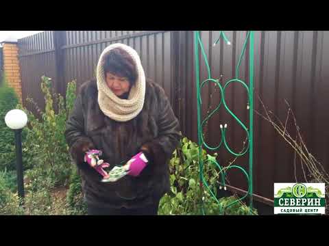 Видео: Укрытие плетистой розы