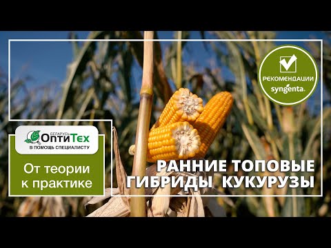 Видео: Ранние топовые гибриды кукурузы Сингента. СИ Талисман ФАО 180 и СИ Абелардо ФАО 200