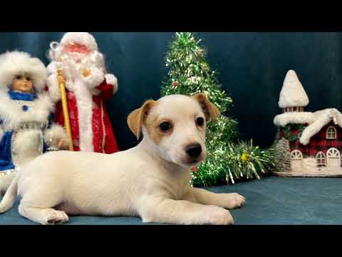 Видео: Щенки Джек Рассел терьера