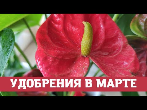 Видео: Мужское Счастье (Антуриум) Удобрения в Марте