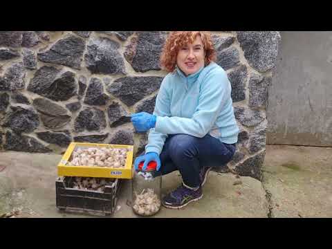 Видео: Посадіть Часник Цим методом і Ви завжди будете з врожаєм! Посадив і Забув до  самого збору!