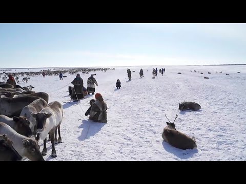 Видео: Оленеводство вчера, сегодня, завтра | Ялэмдад нумгы