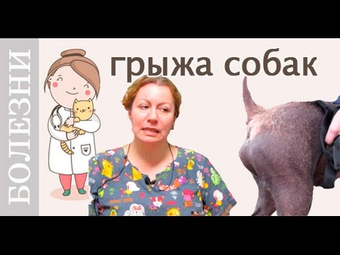 Видео: Грыжа у собак. Виды грыж, лечение. Советы ветеринара