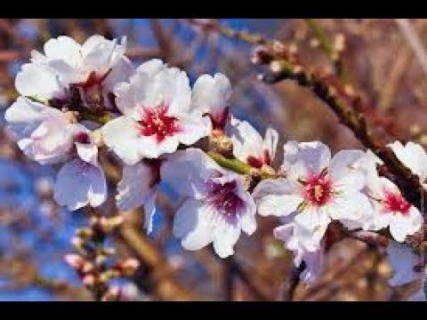 Видео: Рустами Қосим—Гули бодом