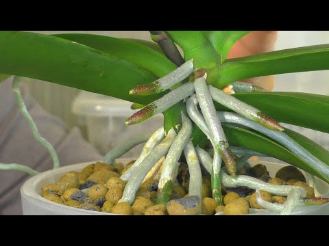 Видео: Как правильно омолодить Орхидею ??? Подробная поэтапная пересадка Орхидеи "Средних лет"😊