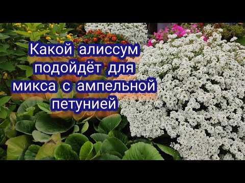 Видео: Какой алиссум подойдёт для микса с ампельной петунией