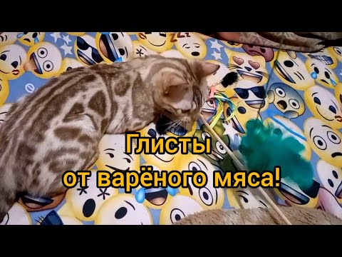 Видео: Глисты от сырого или варёного мяса? От куда в сухом корме гельминты. Пути заражения и профилактика.