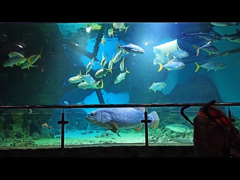 Видео: Океанариум в РИО на Дмитровке. Океанариум в Москве. Прогулка с маленьким ребенком.