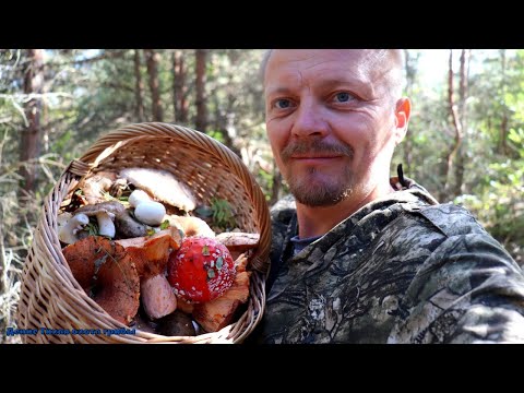 Видео: Рыжики, зонтики и подгруздки