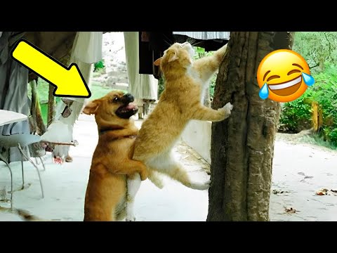 Видео: 😂 15 Минут ОТБОРНЫХ ПРИКОЛОВ С ЖИВОТНЫМИ 2025 года! Смешные видео   Лучшие ПРИКОЛЫ КОТЫ И СОБАКИ!