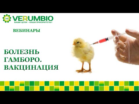 Видео: Болезнь Гамборо. ВАКЦИНАЦИЯ