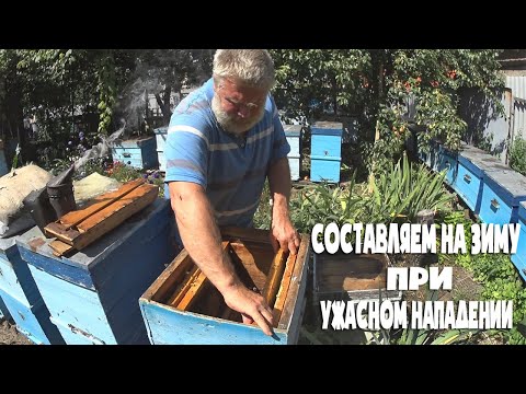 Видео: Как правильно составить пчелосемьи на зиму при нападении  Пасека 2021