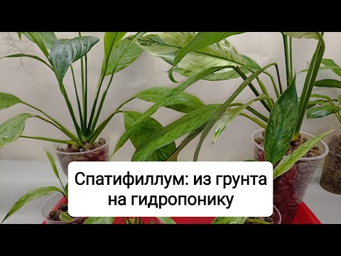 Видео: Спатифиллум: из грунта на гидропонику