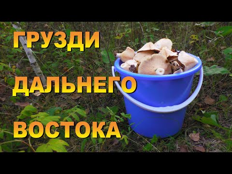 Видео: Грузди Дальнего востока. 6 серия. Амурская рыбалка 28 ушла на грибалку.