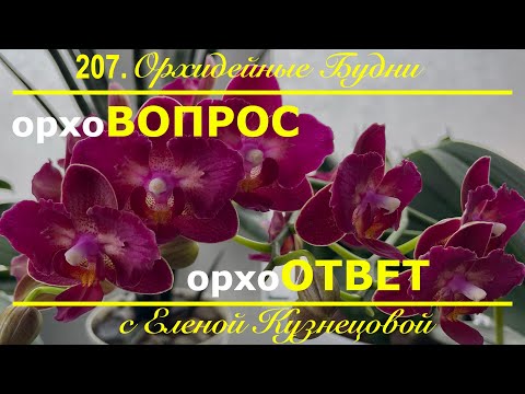 Видео: Как правильно ухаживать за орхидеями фаленопсис в домашних условиях