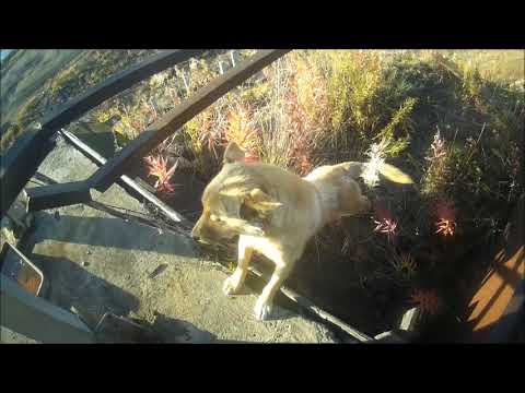 Видео: 8 часть речпорт зеленый мыс-черский-р.колыма