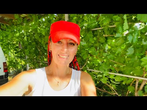 Видео: Последний сбор 🍓/ Сколько я заработала на клубнике