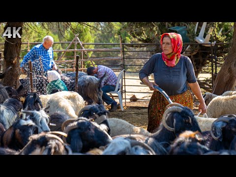 Видео: Жизнь в горах - Семья Йорук | Документальный фильм