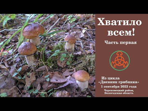 Видео: Хватило всем! Часть первая. Дневник грибника. 1 сентября 2023 года
