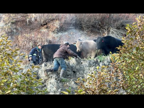 Видео: Хаос в заливе с О.К. || Отто Килчер