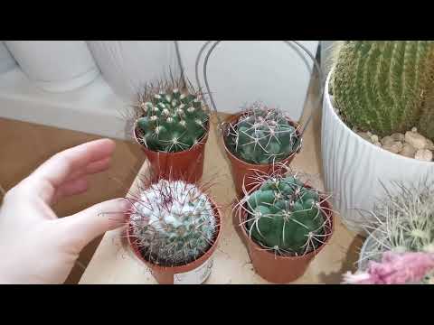 Видео: Обзор мини коллекции кактусов и суккулентов, часть 4, #cactus