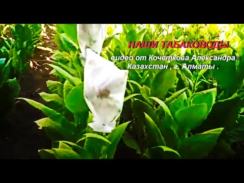 Видео: Наши табаководы, видео от Александра ( Казахстан, г. Алматы).