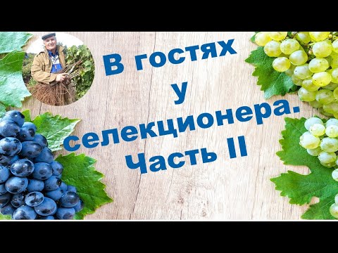 Видео: В гостях у виноградаря-селекционера Цуркана И.С. 2 часть.