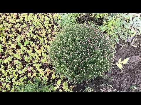 Видео: Які рослини витримали затяжні дощі #садівництво #молодила  